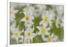 USA, Washington, Mount Rainier NP. Close-Up of Avalanche Lilies-Jaynes Gallery-Framed Photographic Print