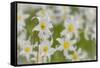 USA, Washington, Mount Rainier NP. Close-Up of Avalanche Lilies-Jaynes Gallery-Framed Stretched Canvas