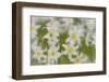 USA, Washington, Mount Rainier NP. Close-Up of Avalanche Lilies-Jaynes Gallery-Framed Photographic Print