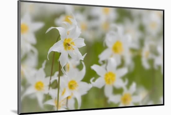 USA, Washington, Mount Rainier NP. Close-Up of Avalanche Lilies-Jaynes Gallery-Mounted Photographic Print