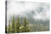 USA, Washington, Mount Rainier NP. Landscape of Fog in Forest-Jaynes Gallery-Stretched Canvas