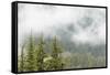 USA, Washington, Mount Rainier NP. Landscape of Fog in Forest-Jaynes Gallery-Framed Stretched Canvas