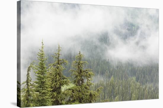 USA, Washington, Mount Rainier NP. Landscape of Fog in Forest-Jaynes Gallery-Stretched Canvas