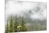 USA, Washington, Mount Rainier NP. Landscape of Fog in Forest-Jaynes Gallery-Mounted Photographic Print