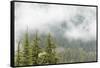 USA, Washington, Mount Rainier NP. Landscape of Fog in Forest-Jaynes Gallery-Framed Stretched Canvas