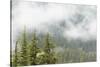 USA, Washington, Mount Rainier NP. Landscape of Fog in Forest-Jaynes Gallery-Stretched Canvas