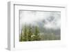 USA, Washington, Mount Rainier NP. Landscape of Fog in Forest-Jaynes Gallery-Framed Photographic Print