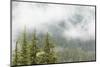 USA, Washington, Mount Rainier NP. Landscape of Fog in Forest-Jaynes Gallery-Mounted Photographic Print