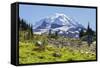 USA, Washington, Mount Rainier NP, Mount Rainier.-Jamie & Judy Wild-Framed Stretched Canvas