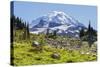 USA, Washington, Mount Rainier NP, Mount Rainier.-Jamie & Judy Wild-Stretched Canvas