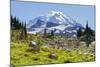 USA, Washington, Mount Rainier NP, Mount Rainier.-Jamie & Judy Wild-Mounted Photographic Print