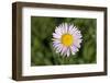 USA, Washington, Mt Baker-Snoqualmie, Mount Defiance. Alpine aster.-Steve Kazlowski-Framed Photographic Print