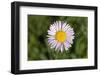 USA, Washington, Mt Baker-Snoqualmie, Mount Defiance. Alpine aster.-Steve Kazlowski-Framed Photographic Print