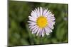 USA, Washington, Mt Baker-Snoqualmie, Mount Defiance. Alpine aster.-Steve Kazlowski-Mounted Photographic Print