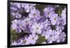 USA, Washington, Mt Baker-Snoqualmie, Mt Defiance. Spreading phlox.-Steve Kazlowski-Framed Photographic Print