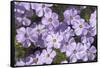 USA, Washington, Mt Baker-Snoqualmie, Mt Defiance. Spreading phlox.-Steve Kazlowski-Framed Stretched Canvas