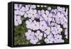 USA, Washington, Mt Baker-Snoqualmie, Mt Defiance. Spreading phlox.-Steve Kazlowski-Framed Stretched Canvas