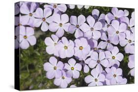 USA, Washington, Mt Baker-Snoqualmie, Mt Defiance. Spreading phlox.-Steve Kazlowski-Stretched Canvas