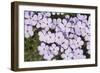 USA, Washington, Mt Baker-Snoqualmie, Mt Defiance. Spreading phlox.-Steve Kazlowski-Framed Photographic Print