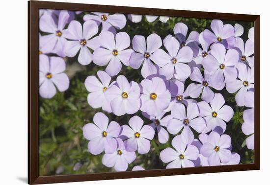 USA, Washington, Mt Baker-Snoqualmie, Mt Defiance. Spreading phlox.-Steve Kazlowski-Framed Photographic Print