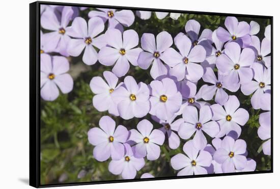 USA, Washington, Mt Baker-Snoqualmie, Mt Defiance. Spreading phlox.-Steve Kazlowski-Framed Stretched Canvas