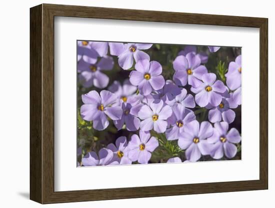 USA, Washington, Mt Baker-Snoqualmie, Mt Defiance. Spreading phlox.-Steve Kazlowski-Framed Photographic Print