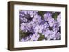 USA, Washington, Mt Baker-Snoqualmie, Mt Defiance. Spreading phlox.-Steve Kazlowski-Framed Photographic Print