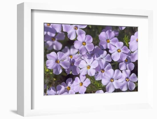 USA, Washington, Mt Baker-Snoqualmie, Mt Defiance. Spreading phlox.-Steve Kazlowski-Framed Photographic Print