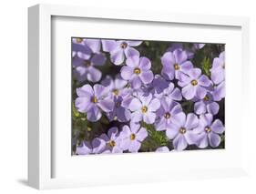 USA, Washington, Mt Baker-Snoqualmie, Mt Defiance. Spreading phlox.-Steve Kazlowski-Framed Photographic Print