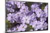 USA, Washington, Mt Baker-Snoqualmie, Mt Defiance. Spreading phlox.-Steve Kazlowski-Mounted Photographic Print