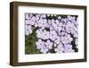 USA, Washington, Mt Baker-Snoqualmie, Mt Defiance. Spreading phlox.-Steve Kazlowski-Framed Photographic Print