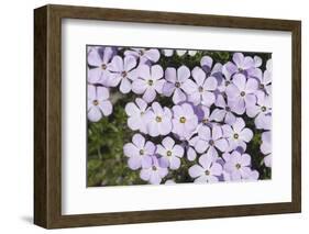 USA, Washington, Mt Baker-Snoqualmie, Mt Defiance. Spreading phlox.-Steve Kazlowski-Framed Photographic Print