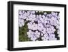 USA, Washington, Mt Baker-Snoqualmie, Mt Defiance. Spreading phlox.-Steve Kazlowski-Framed Photographic Print