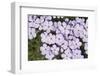 USA, Washington, Mt Baker-Snoqualmie, Mt Defiance. Spreading phlox.-Steve Kazlowski-Framed Photographic Print