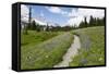 USA, Washington, Mt Rainier NP, Trail through a meadow of wildflowers.-Jamie & Judy Wild-Framed Stretched Canvas