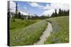 USA, Washington, Mt Rainier NP, Trail through a meadow of wildflowers.-Jamie & Judy Wild-Stretched Canvas