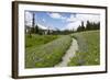 USA, Washington, Mt Rainier NP, Trail through a meadow of wildflowers.-Jamie & Judy Wild-Framed Photographic Print