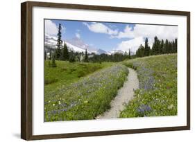 USA, Washington, Mt Rainier NP, Trail through a meadow of wildflowers.-Jamie & Judy Wild-Framed Photographic Print