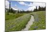 USA, Washington, Mt Rainier NP, Trail through a meadow of wildflowers.-Jamie & Judy Wild-Mounted Photographic Print