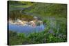 USA, Washington. Mt. Rainier Reflecting in a Tarn Near Pyramid Peak-Gary Luhm-Stretched Canvas