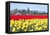 USA, Washington, Mt Vernon. Skagit Tulip Festival Fields of Blooms-Trish Drury-Framed Stretched Canvas