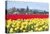 USA, Washington, Mt Vernon. Skagit Tulip Festival Fields of Blooms-Trish Drury-Stretched Canvas