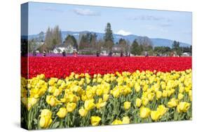 USA, Washington, Mt Vernon. Skagit Tulip Festival Fields of Blooms-Trish Drury-Stretched Canvas