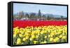 USA, Washington, Mt Vernon. Skagit Tulip Festival Fields of Blooms-Trish Drury-Framed Stretched Canvas