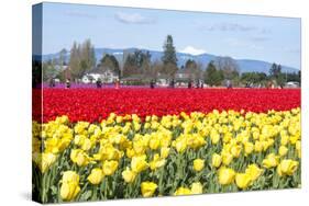 USA, Washington, Mt Vernon. Skagit Tulip Festival Fields of Blooms-Trish Drury-Stretched Canvas