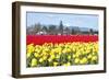 USA, Washington, Mt Vernon. Skagit Tulip Festival Fields of Blooms-Trish Drury-Framed Photographic Print