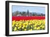 USA, Washington, Mt Vernon. Skagit Tulip Festival Fields of Blooms-Trish Drury-Framed Photographic Print