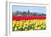 USA, Washington, Mt Vernon. Skagit Tulip Festival Fields of Blooms-Trish Drury-Framed Photographic Print
