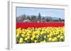 USA, Washington, Mt Vernon. Skagit Tulip Festival Fields of Blooms-Trish Drury-Framed Photographic Print