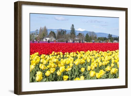 USA, Washington, Mt Vernon. Skagit Tulip Festival Fields of Blooms-Trish Drury-Framed Photographic Print